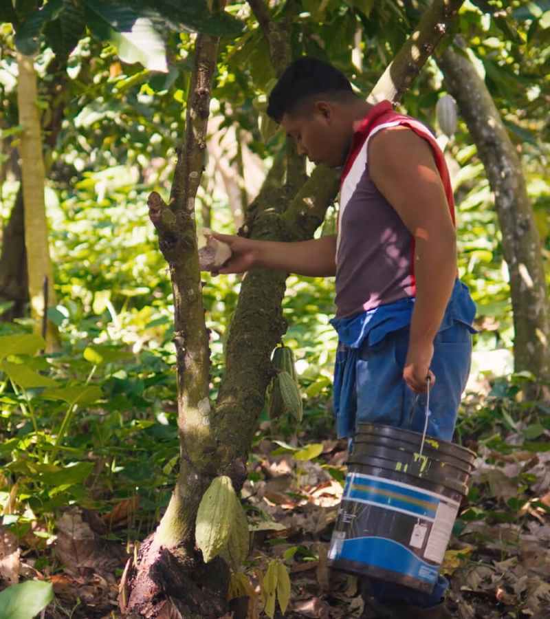 Superfood and the Powers of Cocoa 5 Superfood and the Powers of Cocoa 3