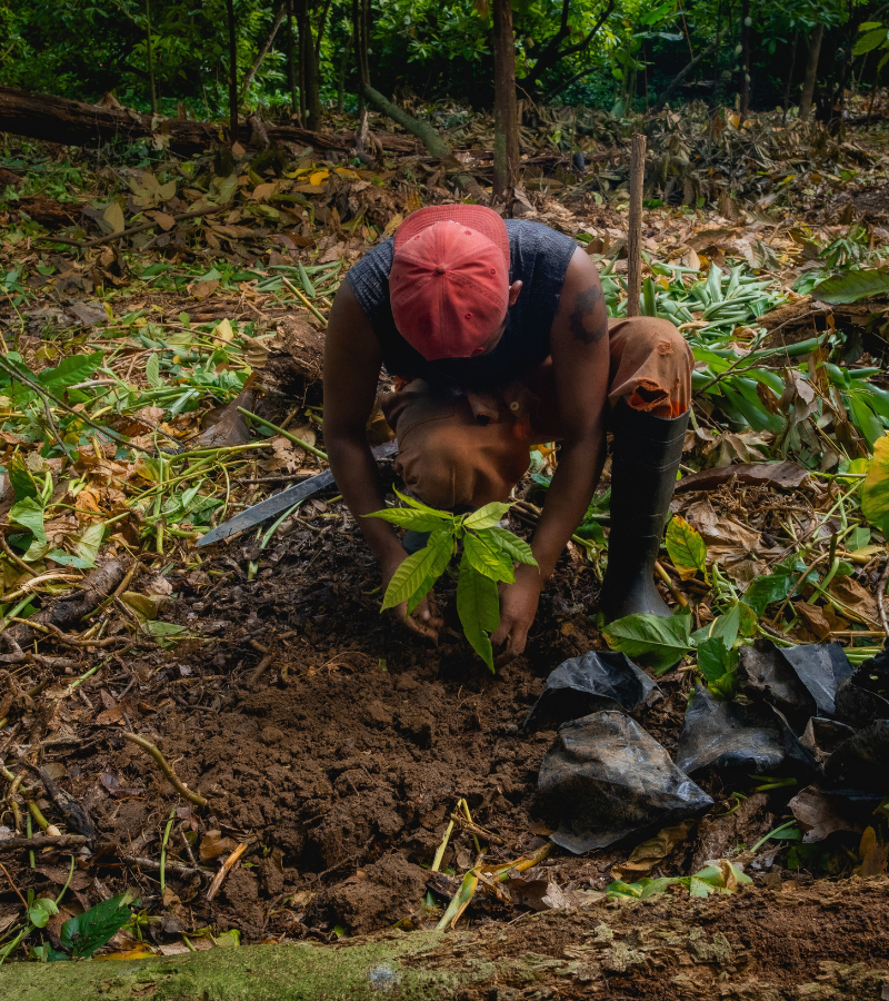 The Bittersweet Future of Cacao: For Farmers and Consumers 6 Future of cacao - reforestation
