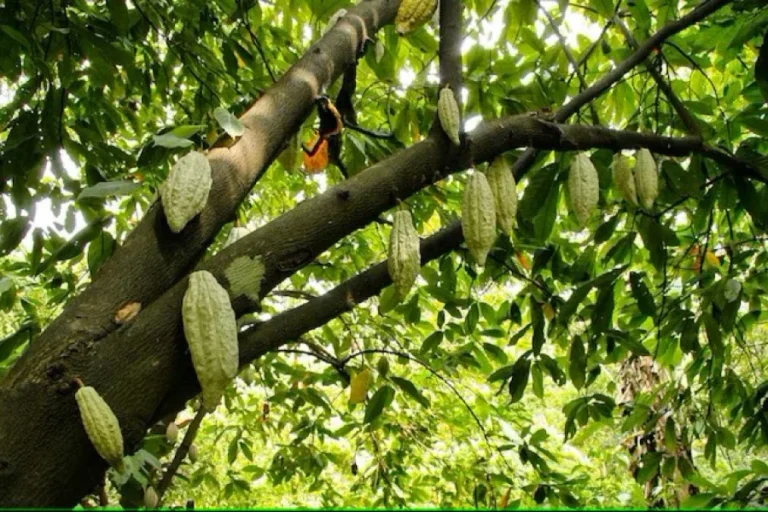 Erforschung der Mineralien im Kakao 1