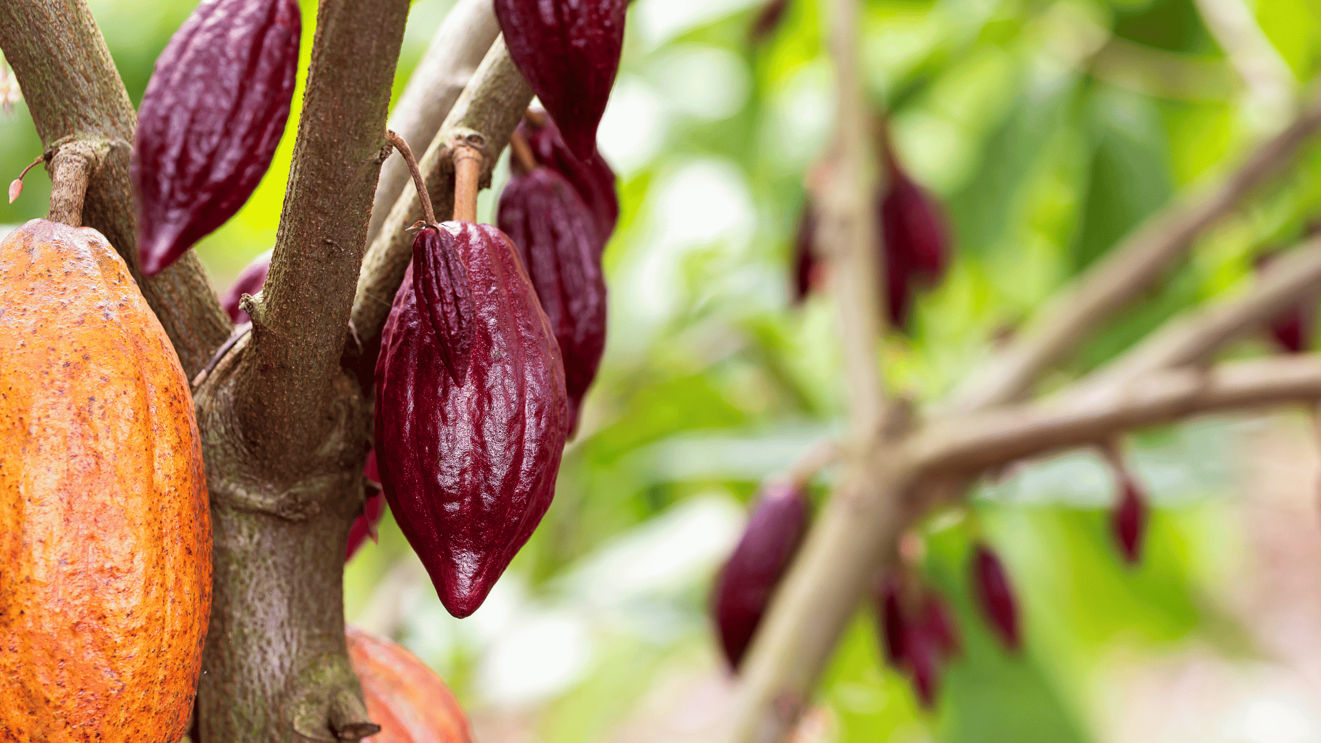 Cacao in France 2 Cacao in France