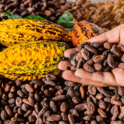 Cacao in Honduras