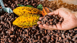 Cacao in Honduras