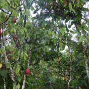Cacao in Ivory Coast