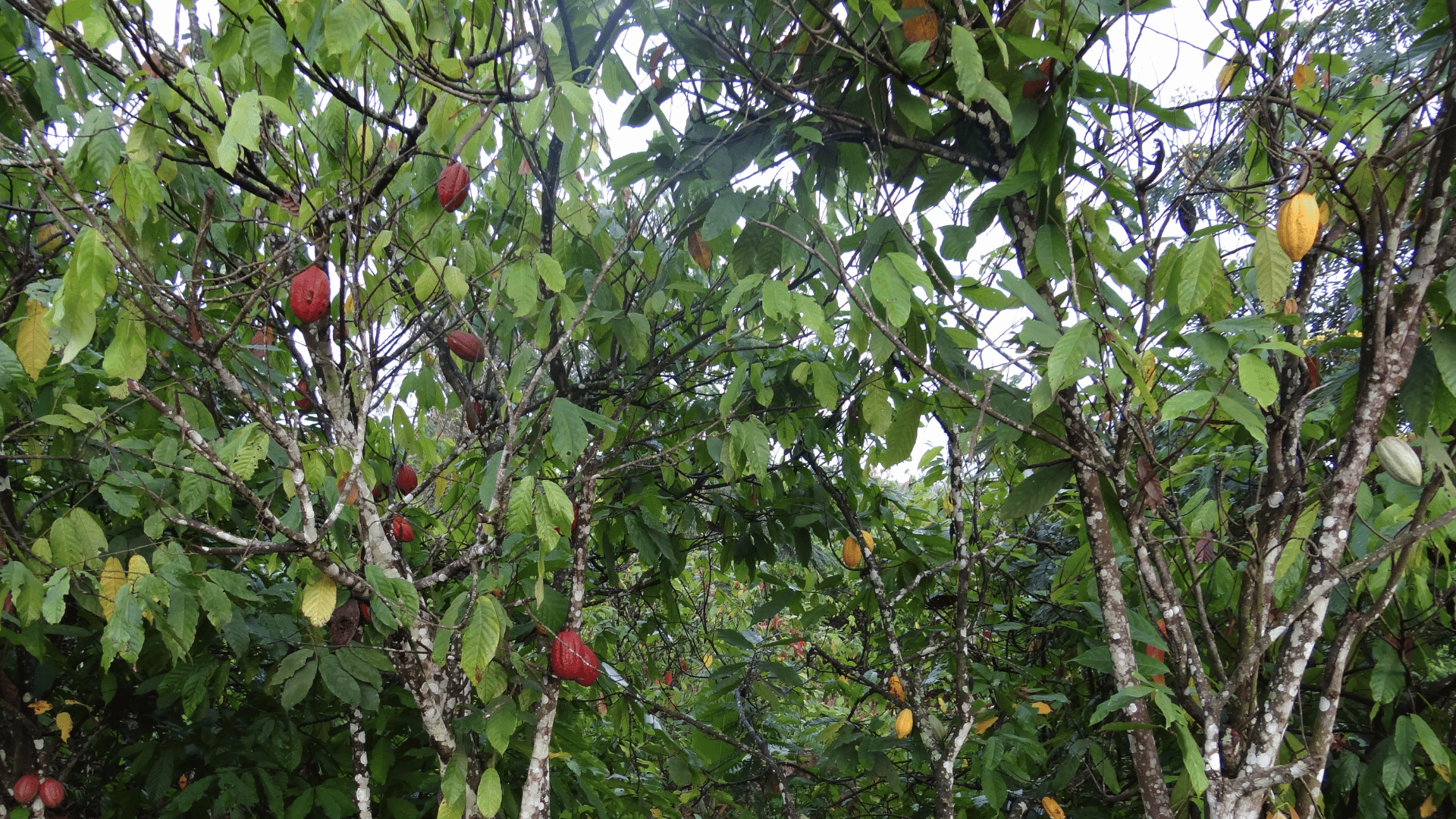 Cacao in Ivory Coast: Where the world's pure Chocolate begins 2 Cacao in Ivory Coast