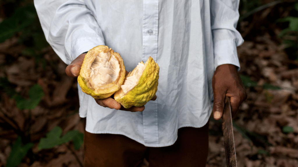 The Global Cocoa Shortage: What's Really Behind It, And What Comes Next 1
