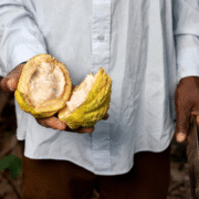 The Global Cocoa Shortage: What's Really Behind It, And What Comes Next 10