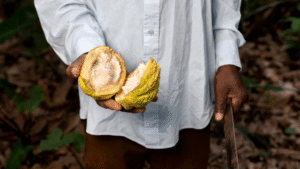 The Global Cocoa Shortage: What's Really Behind It, And What Comes Next 2 The Global Cocoa Shortage: What's Really Behind It, And What Comes Next 2