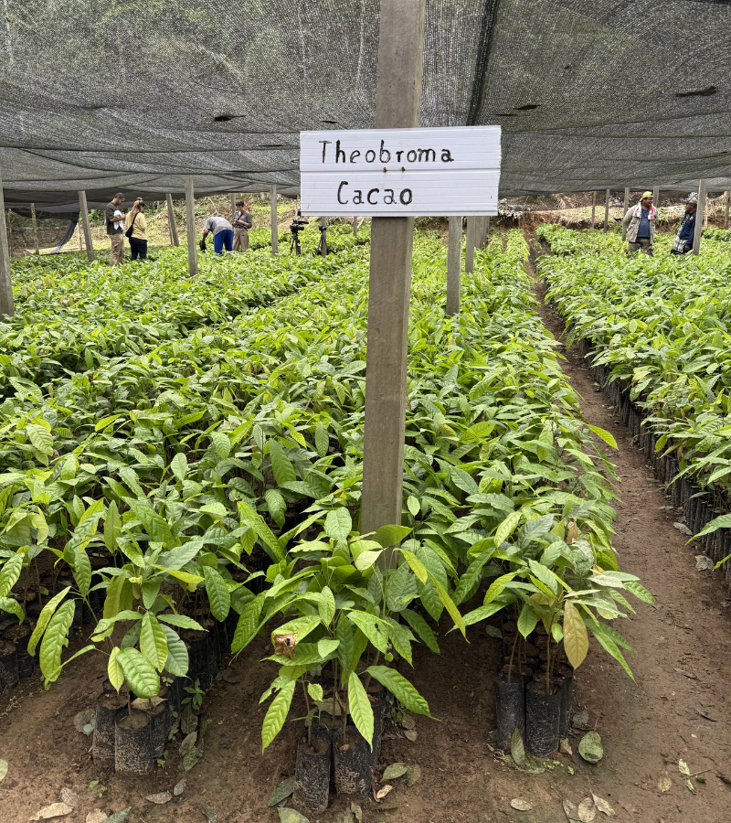 The Global Cocoa Shortage: What's Really Behind It, And What Comes Next 5 The Global Cocoa Shortage: What's Really Behind It, And What Comes Next 5