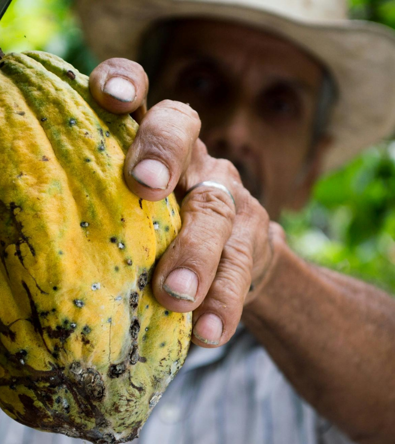 The Global Cocoa Shortage: What's Really Behind It, And What Comes Next 4 The Global Cocoa Shortage: What's Really Behind It, And What Comes Next 4