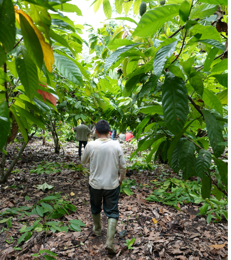 The Global Cocoa Shortage: What's Really Behind It, And What Comes Next 3 The Global Cocoa Shortage: What's Really Behind It, And What Comes Next 3