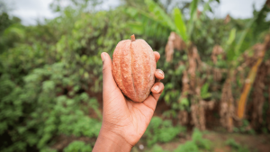 Ist Schokolade gut für die Natur?