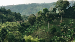 cocoa-colombia-produciton