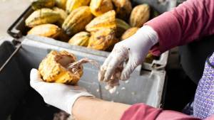 Hoeveel Verdient een Cacaoboer? 3 Hoeveel Verdient een Cacaoboer? 2