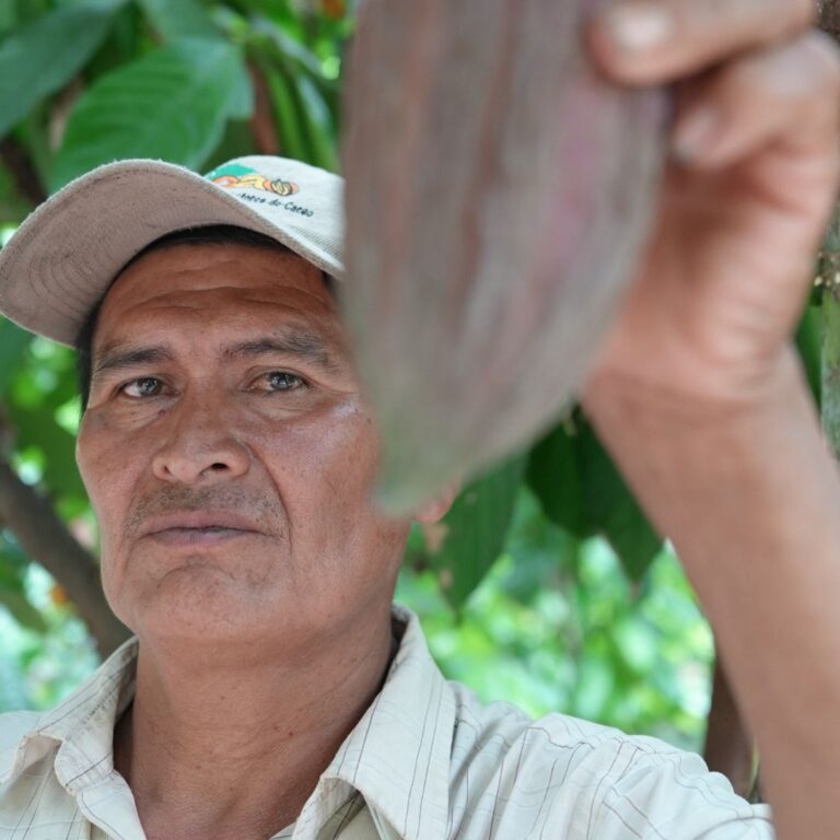 Growing Cocoa: Find Out What Makes it Thrive 5 Growing Cocoa: Find Out What Makes it Thrive 1