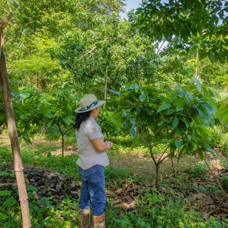 Growing Cocoa: Find Out What Makes it Thrive 11 Growing Cocoa: Find Out What Makes it Thrive 6