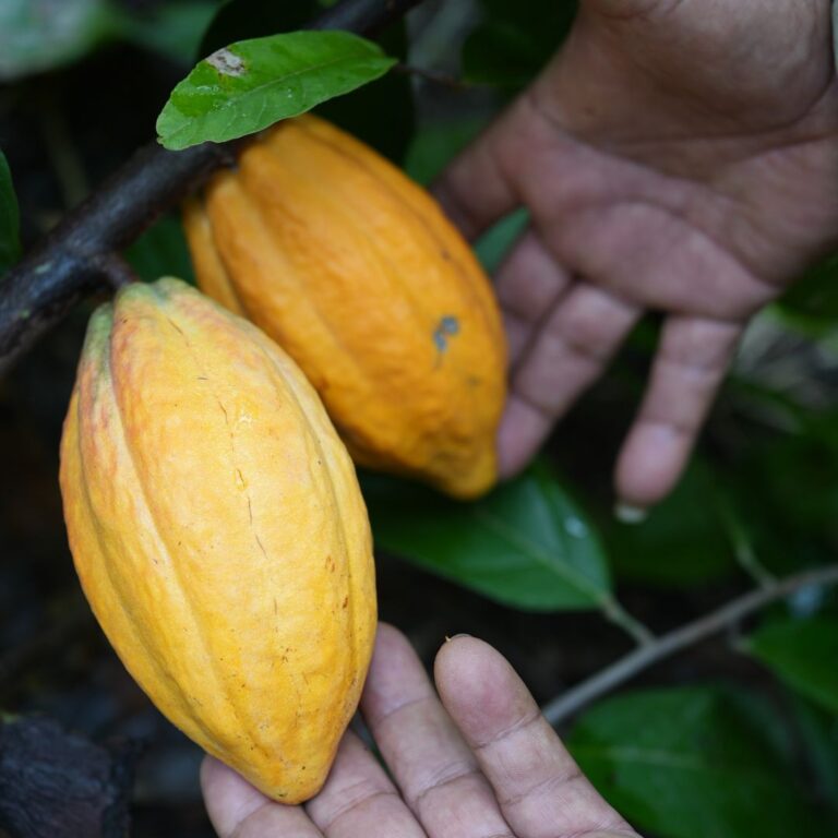Growing Cocoa: Find Out What Makes it Thrive 4 growing cocoa