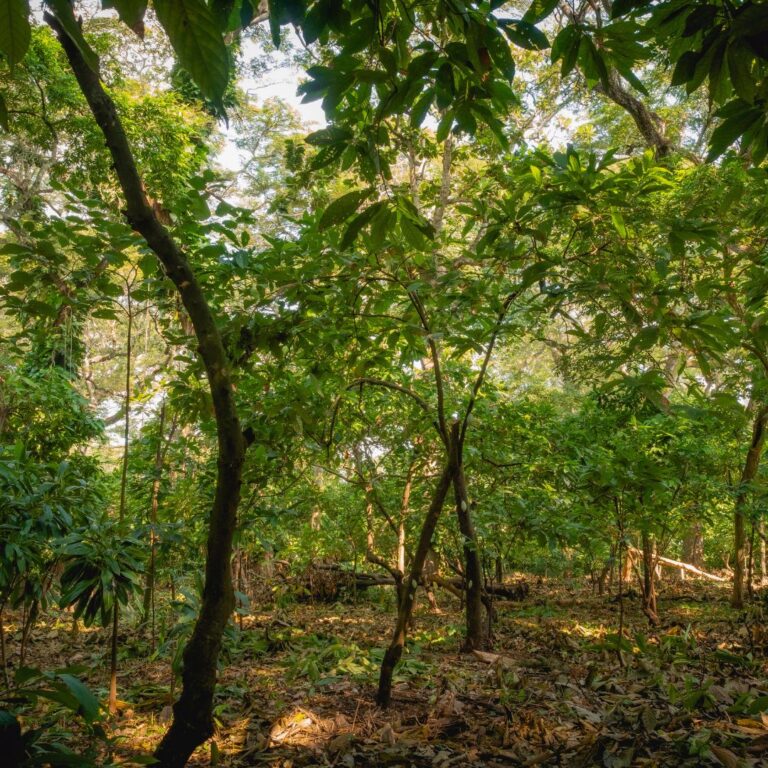 Growing Cocoa: Find Out What Makes it Thrive 9 Growing Cocoa: Find Out What Makes it Thrive 4