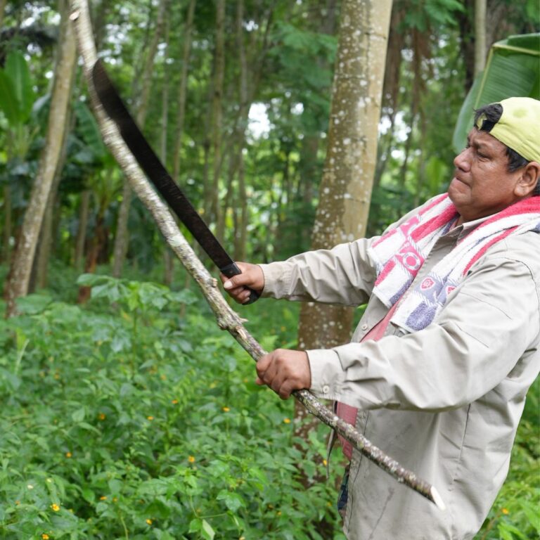 Growing Cocoa: Find Out What Makes it Thrive 8 Growing Cocoa: Find Out What Makes it Thrive 3