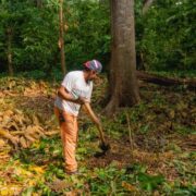 Article-How-Cocoa-Is-Grown-Main