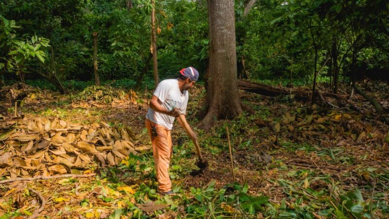 Growing Cocoa: Find Out What Makes it Thrive 2 Article-How-Cocoa-Is-Grown-Main