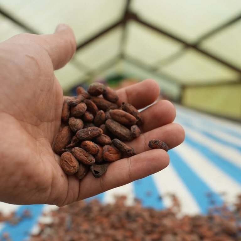 Growing Cocoa: Find Out What Makes it Thrive 3 drying cacao beans
