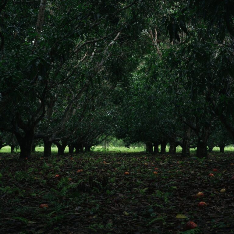 Growing Cocoa: Find Out What Makes it Thrive 7 Growing Cocoa: Find Out What Makes it Thrive 2