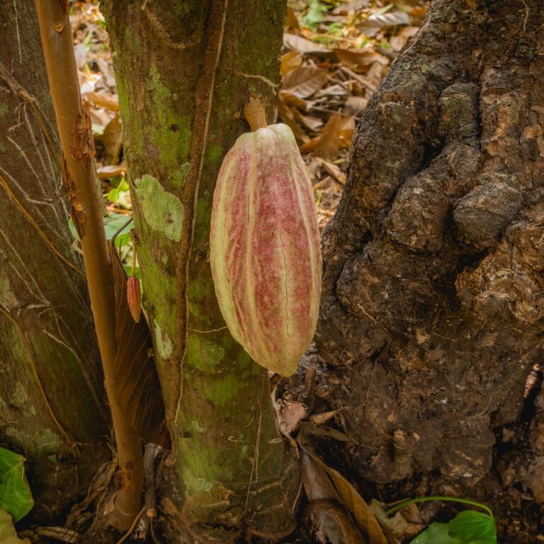 Growing Cocoa: Find Out What Makes it Thrive 6 growing trinitario cacao
