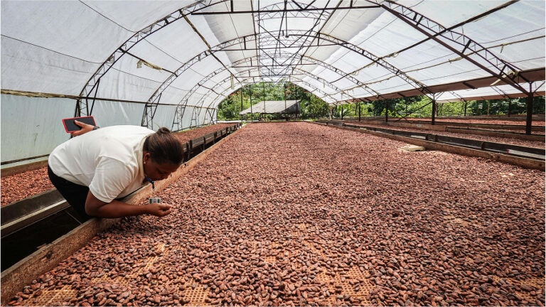 À la Rencontre des Cacaoculteurs Mexicains qui Cultivent pour un Avenir Durable 2