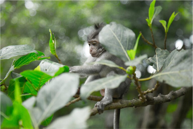 À la Rencontre des Cacaoculteurs Mexicains qui Cultivent pour un Avenir Durable 3