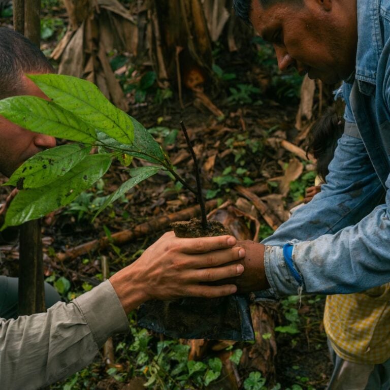Que Sont les Nibs (ou Grués) de Cacao ? 3 Que Sont les Nibs (ou Grués) de Cacao ? 1