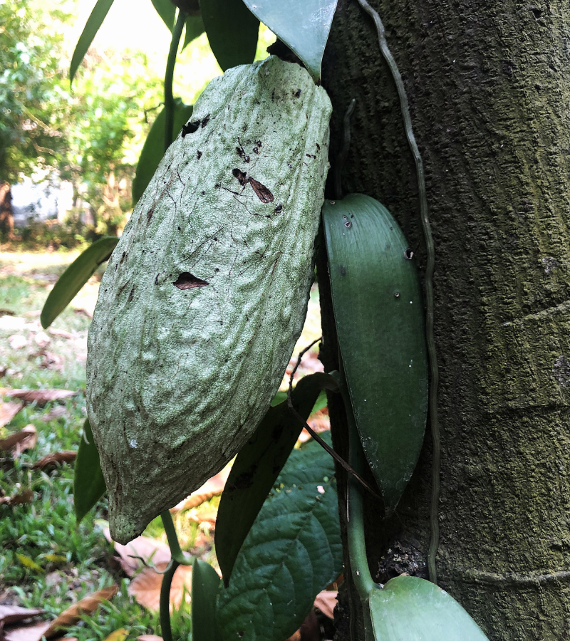 Cacao Nibs vs Cocoa Powder: What’s the Difference? 3