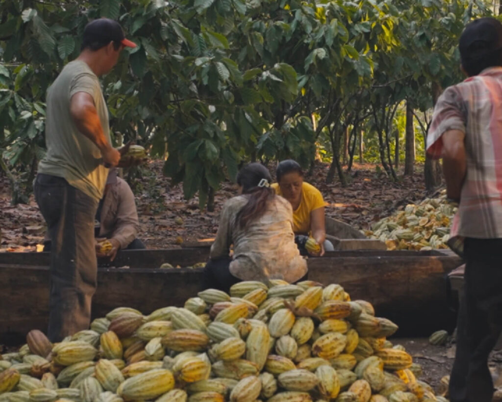 What We Learned at Finca Las Delias: Lessons from a Mexican Cocoa Farmer 4 What We Learned at Finca Las Delias: Lessons from a Mexican Cocoa Farmer 4