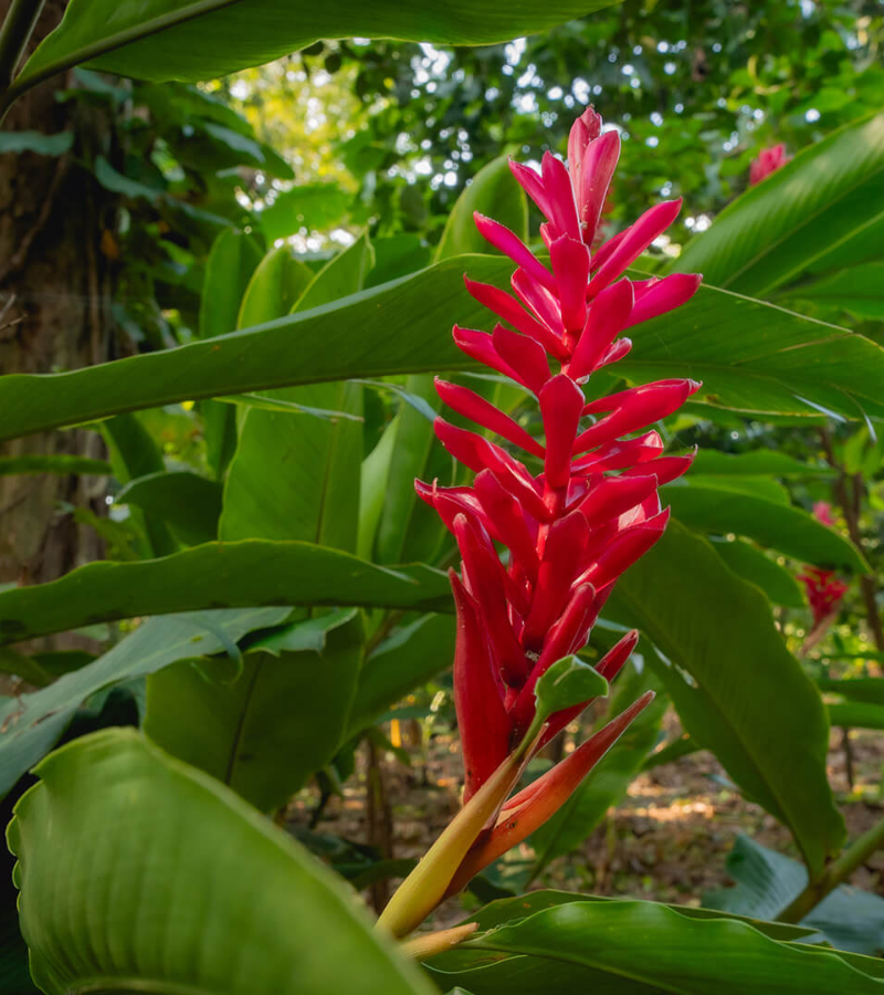 Can a Cocoa Farm Restore a Jungle? 3 Can a Cocoa Farm Restore a Jungle? 3