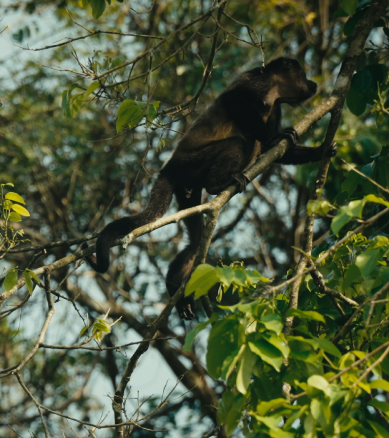 Can a Cocoa Farm Restore a Jungle? 5 Can a Cocoa Farm Restore a Jungle? 5