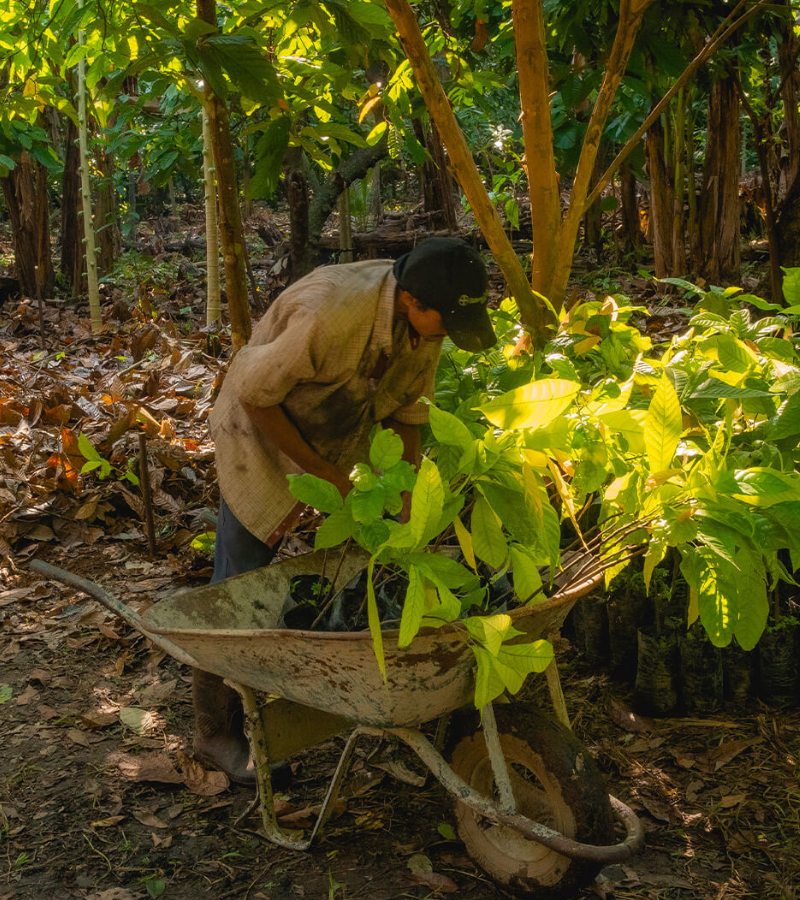 Can a Cocoa Farm Restore a Jungle? 4 Can a Cocoa Farm Restore a Jungle? 4