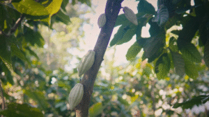 Can a Cocoa Farm Restore a Jungle? 2