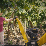 Cocoa and Compost: Reviving the Soil in Mexico's Cocoa Farms 9