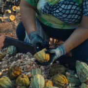 Fermenting Cocoa Beans 10