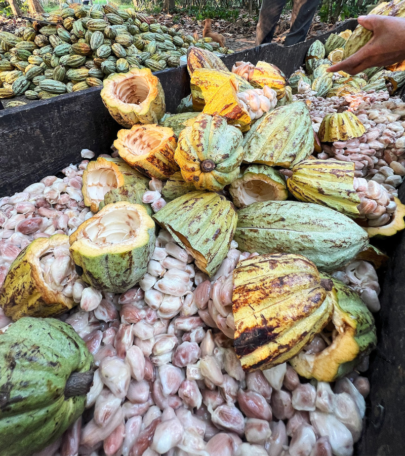 Fermenting Cocoa Beans 5 Fermenting Cocoa Beans 5