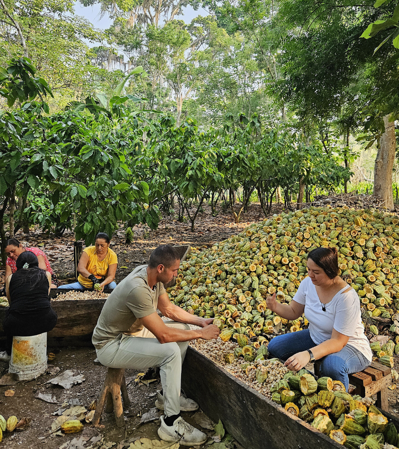 Fermenting Cocoa Beans 3 Fermenting Cocoa Beans 3