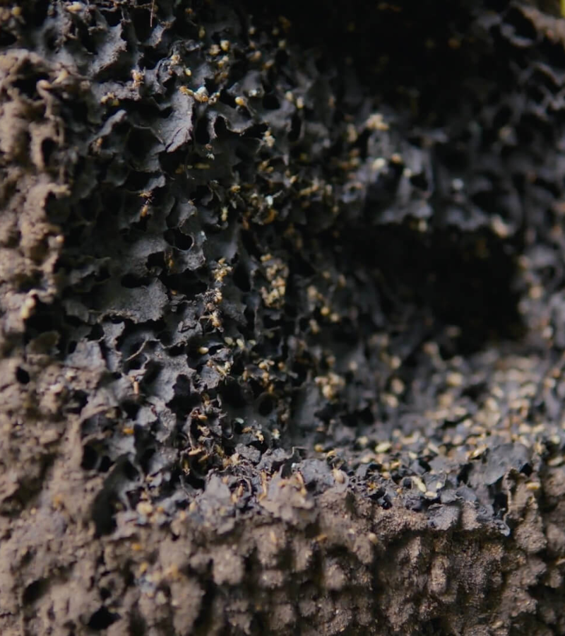 Regenerating Land, Culture and cocoa at Hacienda de la campesina 5