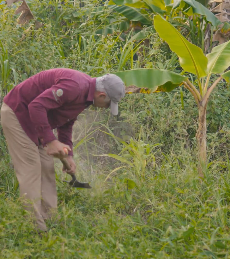 Regenerating Land, Culture and cocoa at Hacienda de la campesina 4