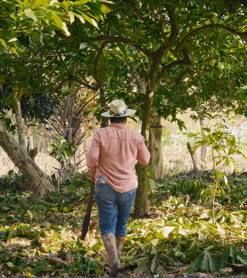 Regenerating Land, Culture and cocoa at Hacienda de la campesina 3