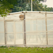 Drying Under Pressure:  How Two Cocoa Farms Are Adapting to Climate Challenges 11