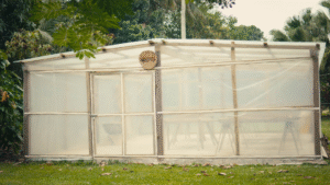 Drying Under Pressure: How Two Cocoa Farms Are Adapting to Climate Challenges 1 Drying Under Pressure: How Two Cocoa Farms Are Adapting to Climate Challenges 1