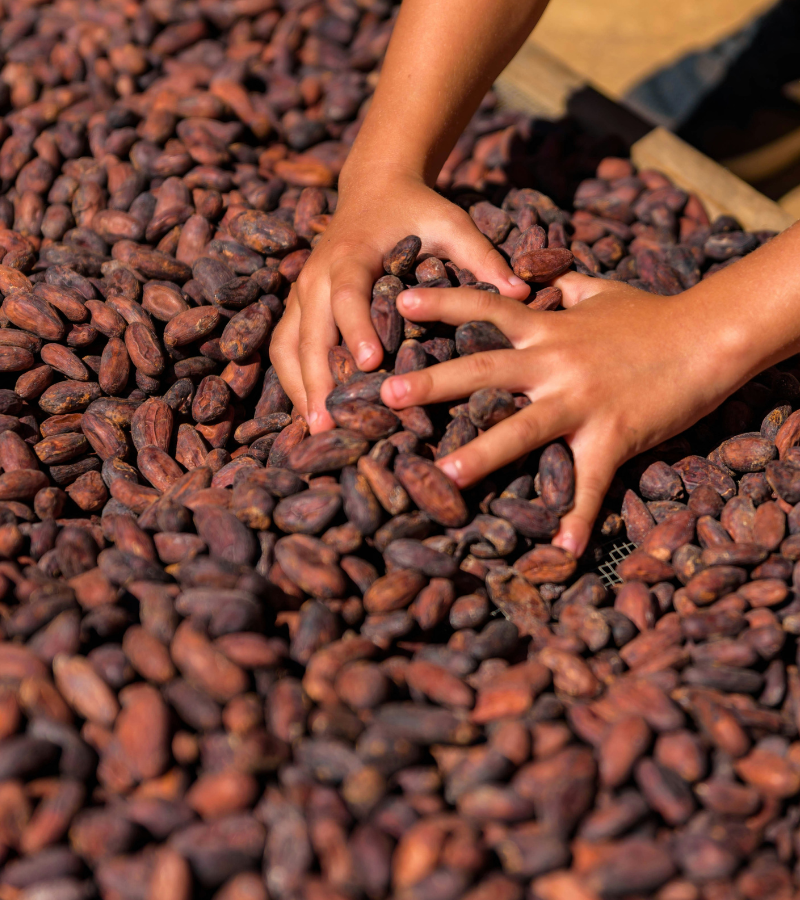 Drying cocoa beans 3