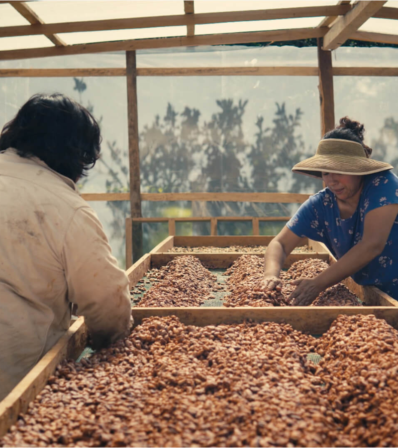Drying cocoa beans 1
