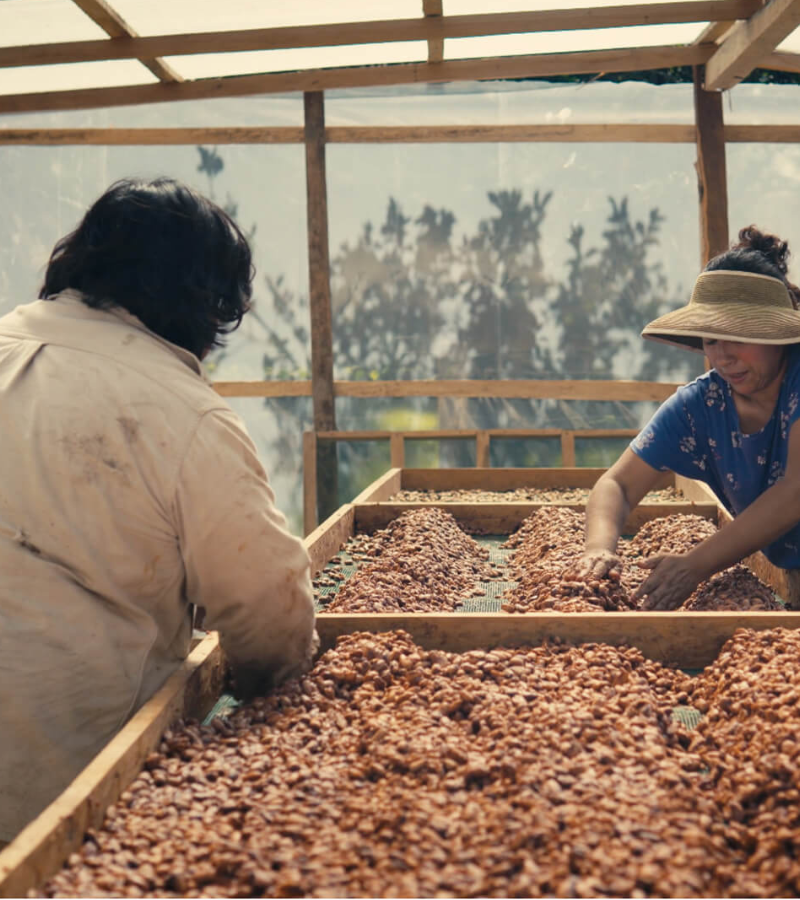 Drying Under Pressure:  How Two Cocoa Farms Are Adapting to Climate Challenges 6