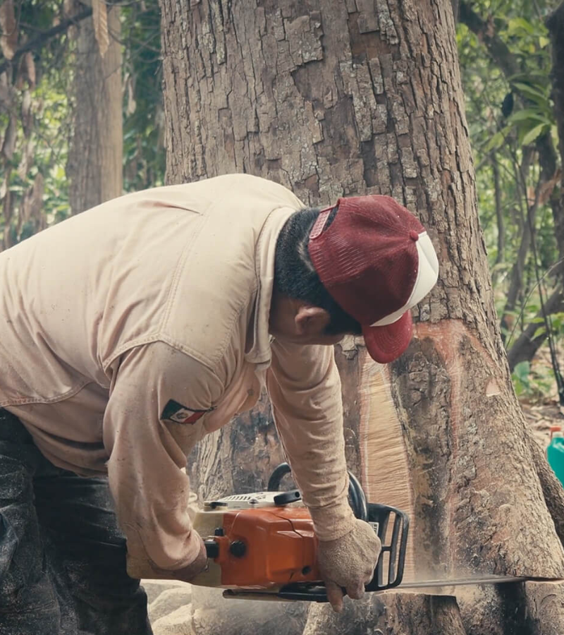 Drying Under Pressure:  How Two Cocoa Farms Are Adapting to Climate Challenges 4