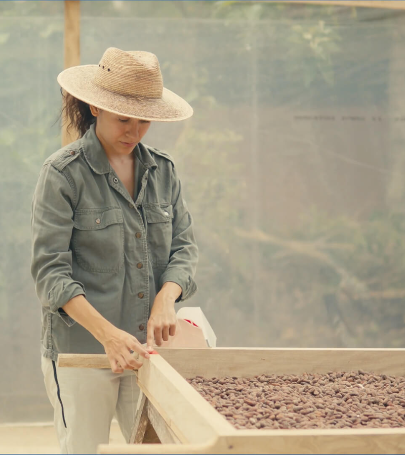 Drying Under Pressure:  How Two Cocoa Farms Are Adapting to Climate Challenges 3